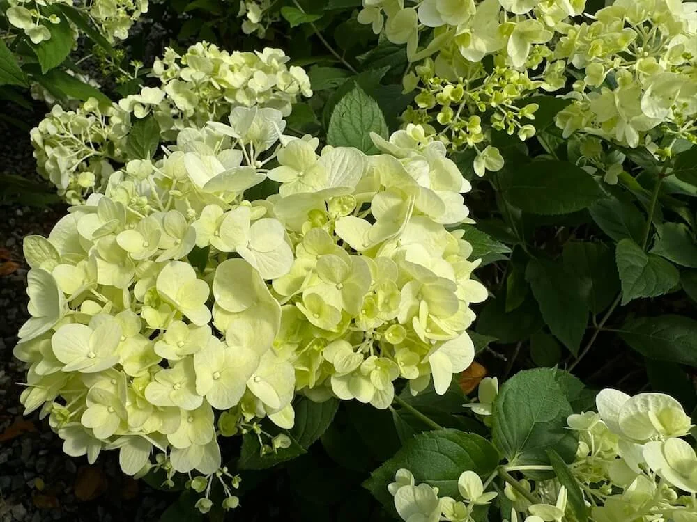 Hydrangea4937　0602 Monrovia Pink Elf French Hydrangea Flowering Shrub in 1.73